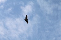 /album/fotogaleria-naturaleza/aguila-jpg/