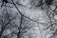 /album/fotogaleria-naturaleza/cieloarbol-jpg/