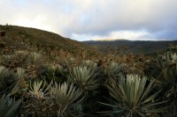 /album/fotogaleria-naturaleza/frailejoenes-jpg/