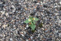 /album/fotogaleria-naturaleza/img-2804-jpg/