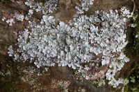 /album/fotogaleria-naturaleza/img-2812-jpg/