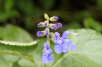 /album/fotogaleria-naturaleza/img-2823-jpg/